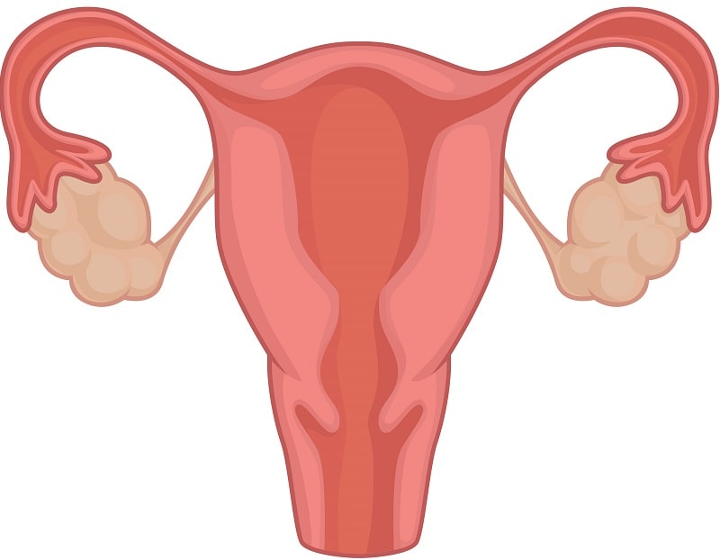 Human Body Anatomy Uterus
